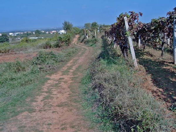 050.jpg